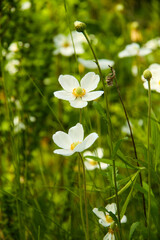 Białe kwiaty na łące © Lukasz152