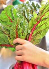 Fresh and washed bunch of chard in human hands in the kitchen