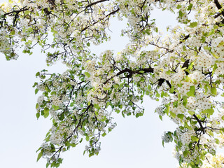 The evergreen pear, Pyrus kawakamii, blooms 