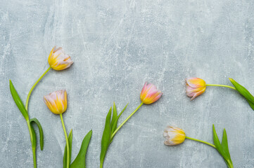 Colorful tulips on concrete background. Copy space for text. Mother's day concept