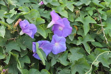 Flora C&aacute;lida 4