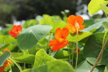 Flora C&aacute;lida 2