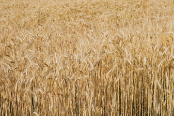 Rye field in a hot summer day, close up. Space for text. Natural summery background.