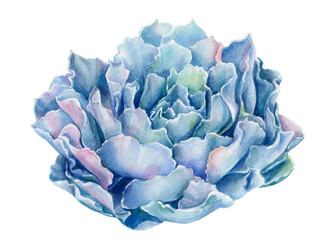 Fototapeta premium Succulent watercolor isolated white background, botanical illustration, stone rose