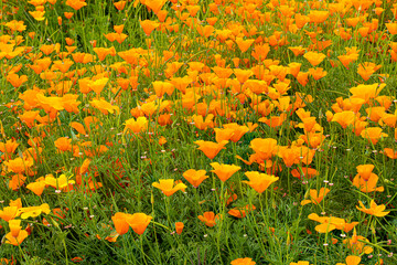 A field of California Poppies near Mt Angel, Oregon