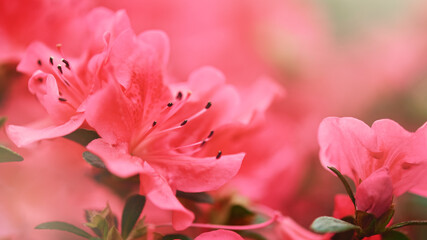 Arrière-plan naturel doux dans des couleurs vives avec un flou de macro fleur d& 39 azalée. Belle fleur de printemps, nature d& 39 inspiration.