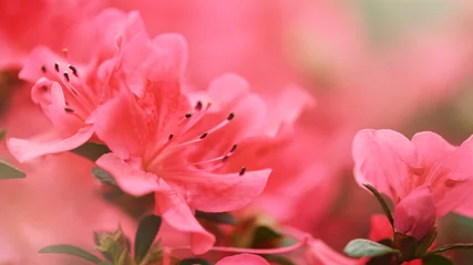  Gentle natural background in vibrant colors with a soft focus of macro azalea flower. Beautiful spring blossom, inspiration nature. © Olga