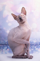 Sphinx cat sitting near a flower on a bright festive background