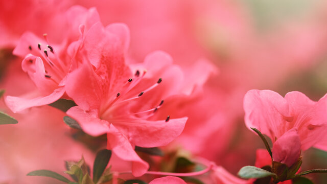 Gentle natural background in vibrant colors with a soft focus of macro azalea flower. Beautiful spring blossom, inspiration nature.