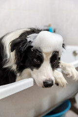 Funny indoor portrait of puppy dog border collie sitting in bath gets bubble bath showering with shampoo. Cute little dog wet in bathtub in grooming salon. Clean dog with funny foam soap on head.