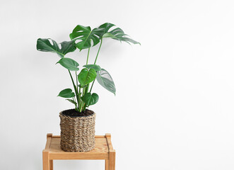 Monstera deliciosa in a wicker flower pot on a wooden table isolated on a white background close-up, minimalism and scandinavian style