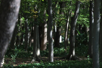 Fototapeta premium trees in the woods