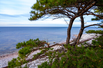 Pine trees growing on a stone beach with ocean background