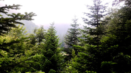 Fototapeta premium trees in the forest and mountais landscape, pine trees covered green nature