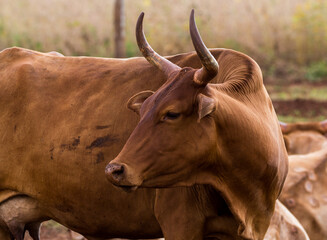 portrait of a cow