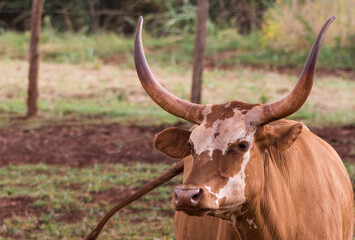 close up of a  longhorn cow