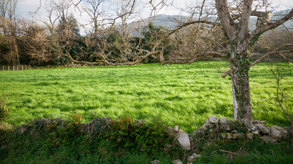 Ramas secas de árbol junto a prado de hierba verde en asturias