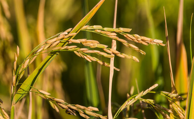 green rice field