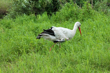 white stork ciconia