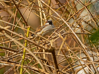 House sparrow, Haussperling (Passer domesticus)