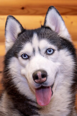 Portrait black and white siberian husky dog with blue eyes, close up. Wooden background.