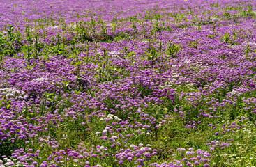 A closeup of a field of colorful Globe candytuff flowers near Silverton, Oregon