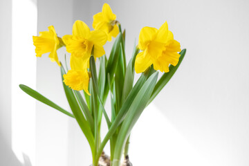 Yellow Narcissus or daffydowndilly flowers. Springtime. Authentic photo. Women's day, mother's day.