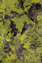 Green moss on a granite stone