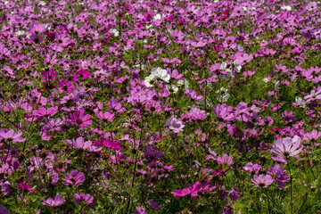 A closeup of a field of garden cosmos flowers, near Silverton, Oregoncosmos