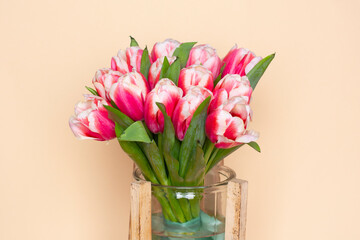Bouquet of fresh red-white tulips on beige background. Gift for romantic date. Tender spring flowers. Bunch of tulips for Mother's Day, March 8
