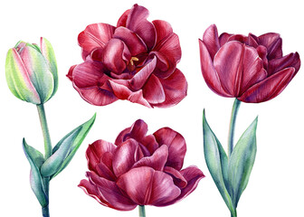 Set Tulips on isolated white background watercolor botanical painting