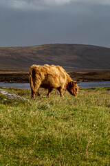 A North Uist Landscape with a Highland Cow Grazing on a Windy Day