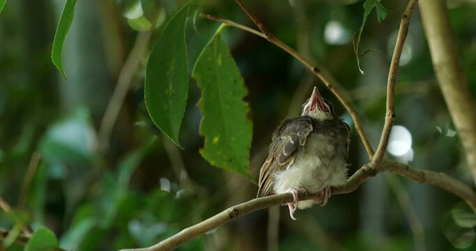 巣立ったばかりの鳥の雛を動画撮影