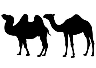 Big camels in the set. Vector image.