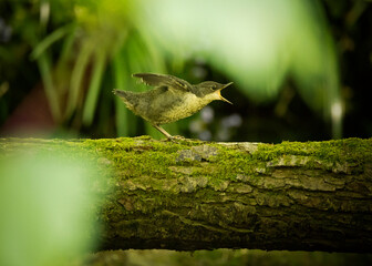 A juvenile dipper bird begging for food in woodland
