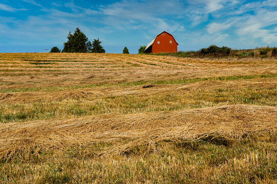 A red barn and a field of cut rye grass in forground, near Silverton, Oregon