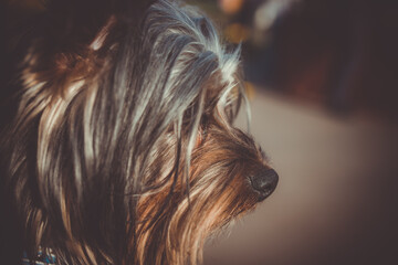 Naklejka premium Macro shot of dog nose. Dog nose