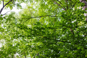 forest trees. nature green wood sunlight backgrounds