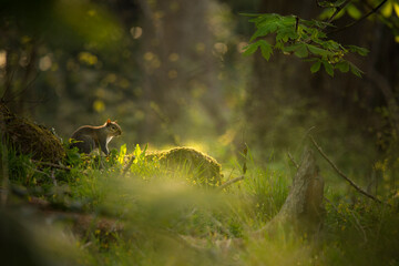 A grey squirrel sat on a log in woodland