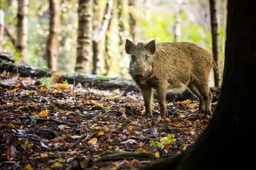 A wild boar deep within a forest