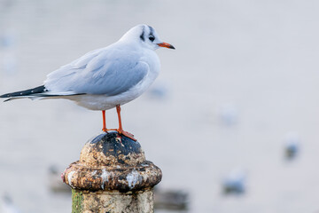 A small black headed gull, winter feathered seagull standing on an old pole by the lake, still bird on blurred water background