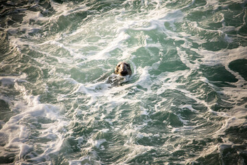 A grey seal poking its head out of a blue sea