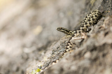 A adder snake curled up on a rock