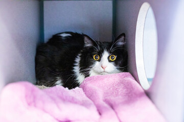 Shy Tense Cat Stares from the Back of a Kennel with Big Wide Eyes