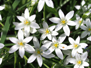 Obraz na płótnie Canvas Small white petals of the flowering ornithogalum flowers. Close-up.
