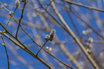 Small catkins of easter willow on a branch, early spring