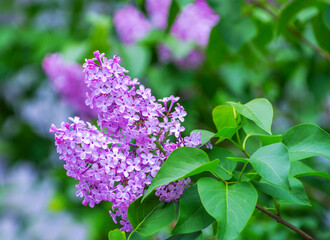 Fototapeta na wymiar Lilac blossoming branches, Selective focus