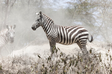 Fototapeta na wymiar Plains zebra