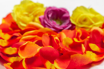 Fototapeta na wymiar flower arrangement of roses and petals. valentine's day concept
