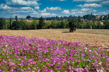 Fototapeta premium A field of garden cosmos flowers and a field of mowed and windrowed ryegrass and a view of the farm land surrounding the Silverton Oregon area